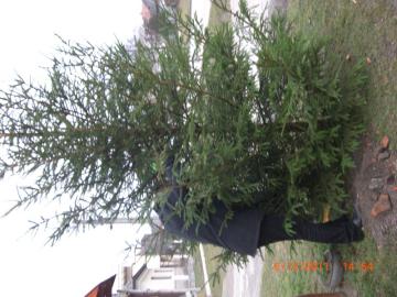 Vianočný stromček 2011 Vianočný stromček 2011