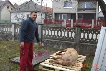 Podlužanská zabíjačka a fašiangová zábava 5.3.2011 Podlužanská zabíjačka a fašiangová zábava 5.3.2011